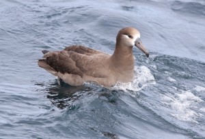 Black-footed Albatross Sophie Webb 06 Black-footed Albatross