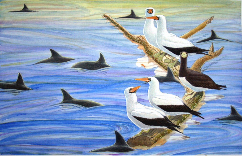 14-15 boobies on log