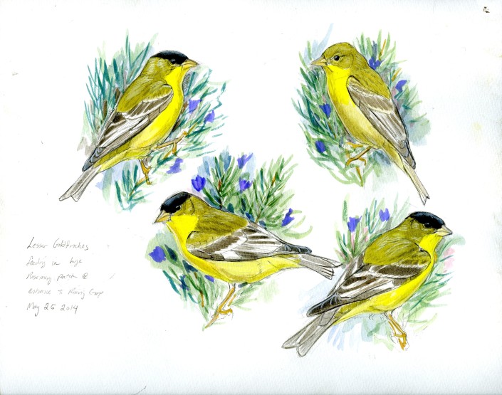 Finch, bird, Goldfinch.Lesser Goldfinch
