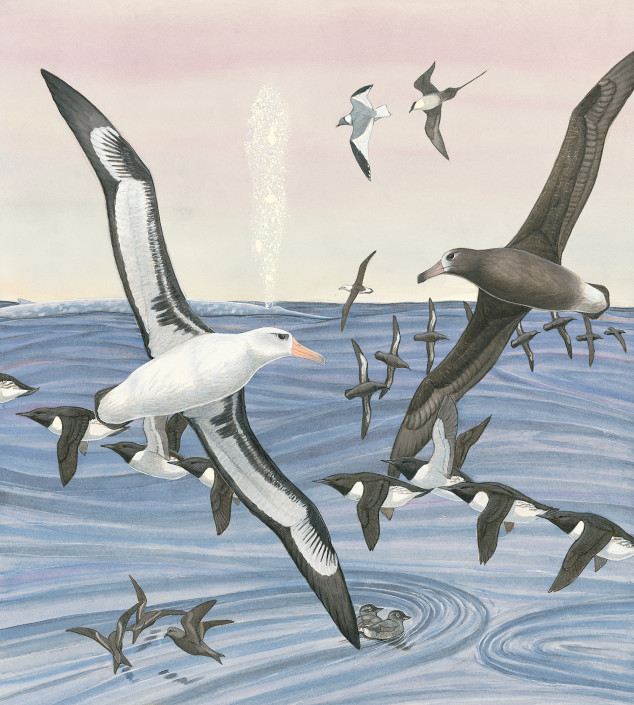 Seabirds, Cordell Bank, Albatross