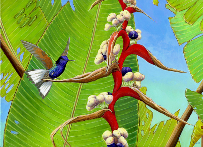 Hummingbird, ecuador, heliconia, tropics