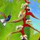 Hummingbird, ecuador, heliconia, tropics