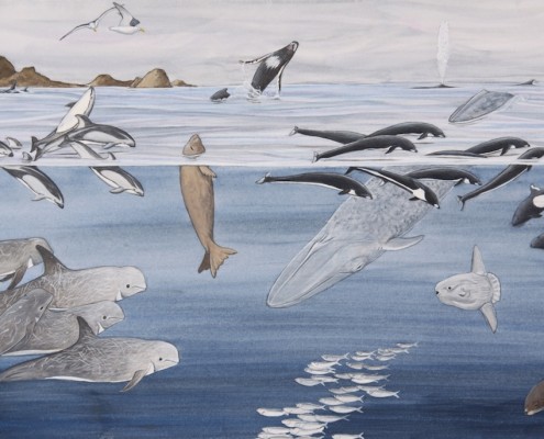 marine mammals, Farallons