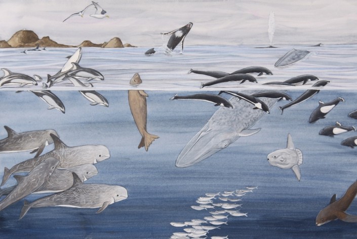 marine mammals, Farallons