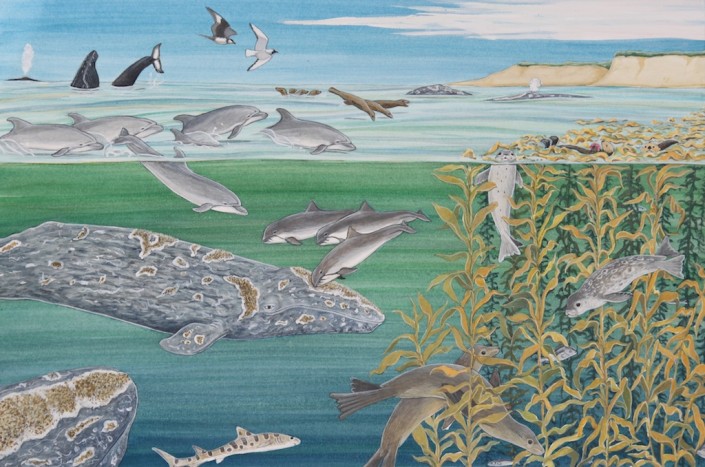 Gray whale, whales, kelp