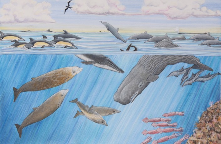 Whale, sperm whale, beaked whale