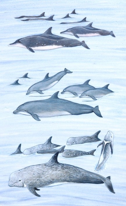 Dolphin, bottle-nose dolphin