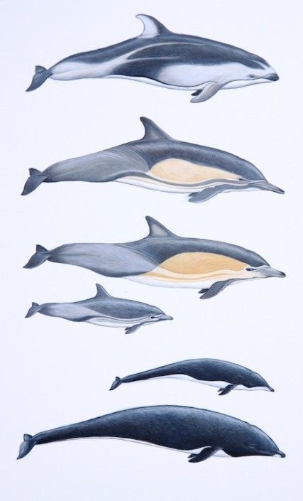 Dolphin, pacific white-sided dolphin, short-beaked common dolphin, northern right whale dolphin
