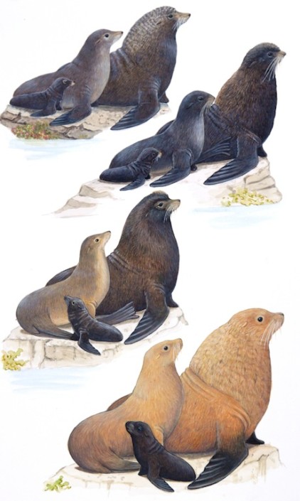 Fur seal, sea lion