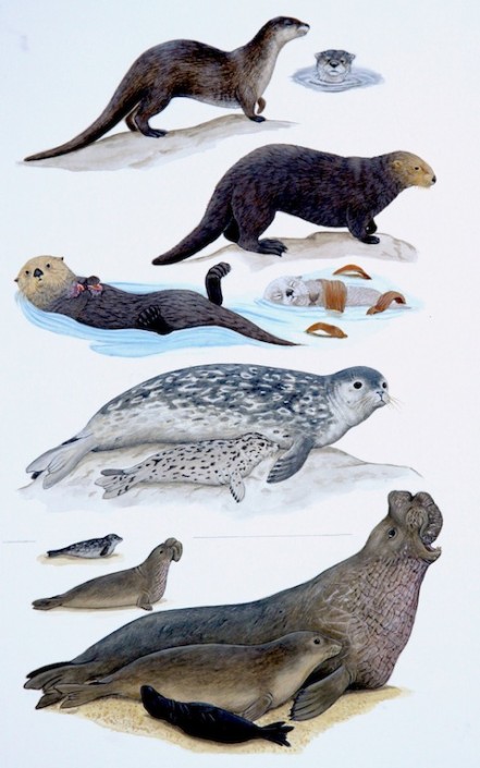 Sea otter, harbor seal elephant seal