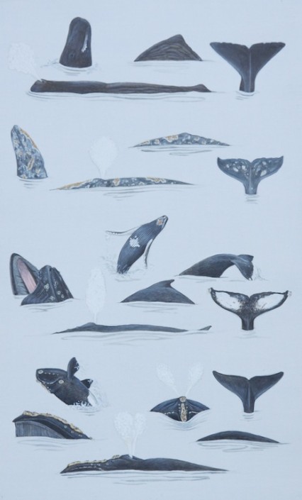 Whale, humpback whale, sperm whale,gray whale, North Pacific right whale