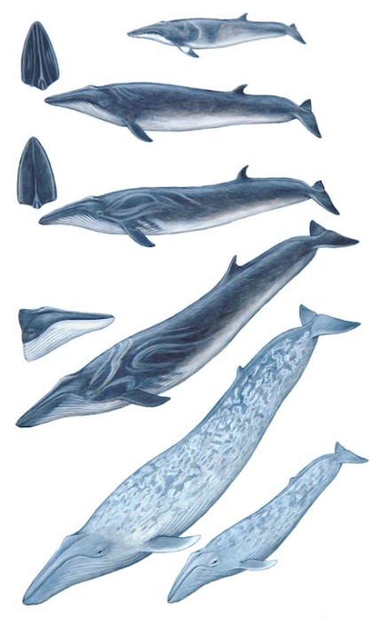 Whales, blue whale, fin whale