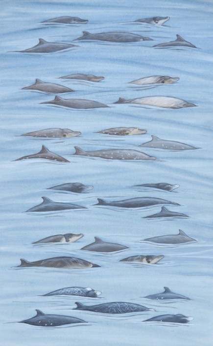Whales, beaked whale